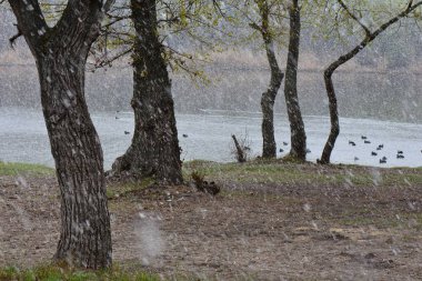 Baharda karlı bir günde gölün kıyısında bir ördek sürüsü.