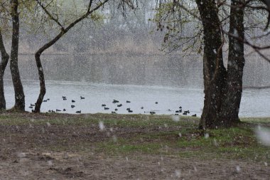 Baharda karlı bir günde gölün kıyısında bir ördek sürüsü.