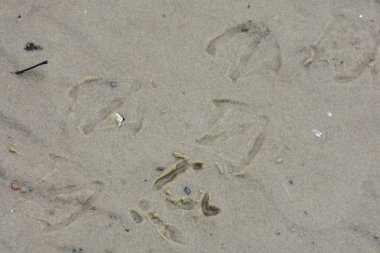 Ördek ve martı ayak izleri karlı bir nisan gününde kumda