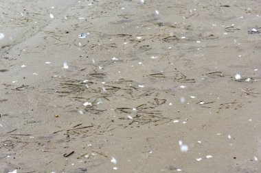 Ördek ve martı ayak izleri karlı bir nisan gününde kumda