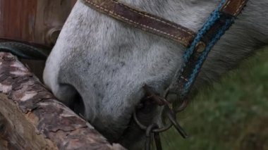 Bulutlu havada hüzünlü gri at gözlerini kapat. Evcil hayvan, özgürlüğe ihtiyacı var. Atın namlusu. Zarif bir at. Dağlarda at binmek. Hayvanlara bakmak.