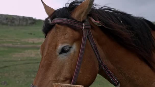 Blisko widok smutnych brązowych końskich oczu w pochmurną pogodę. Domowe zwierzę, potrzebuje wolności. Kaganiec konia. Pełen wdzięku koń. Jazda konna w górach. Opieka nad zwierzętami — Wideo stockowe