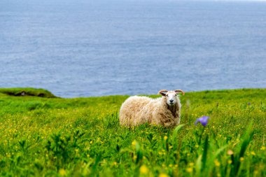 Arka planda St Lawrence Körfezi, Green Gardens Yolu, Gros Morne, Newfoundland, Kanada