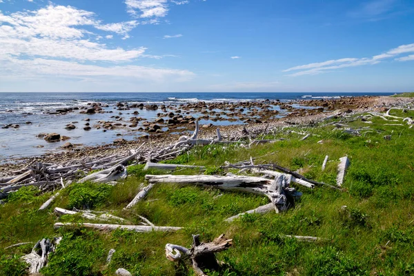 Driftwood podél pobřežní stezky, Gros Morne, Newfoundland, Kanada — Stock fotografie