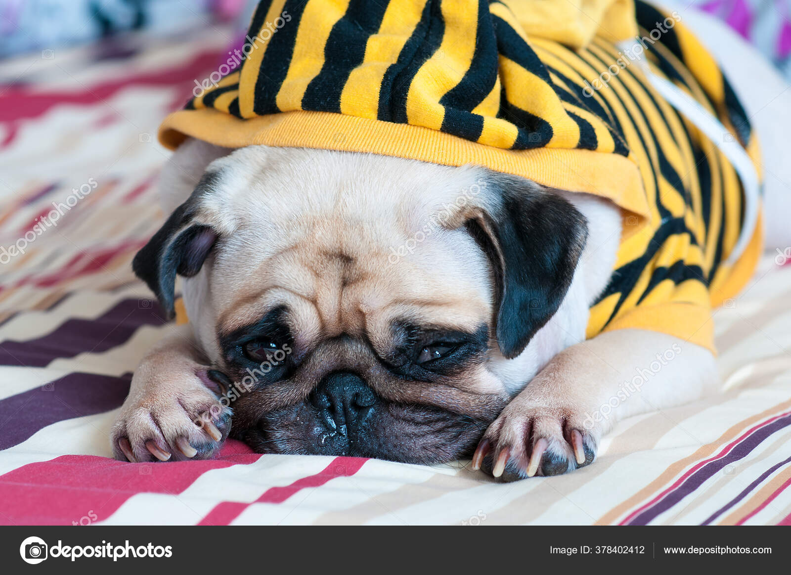 Pug Perro Enfermo Triste Sueño Descansar Cama Mirando Algo — Foto