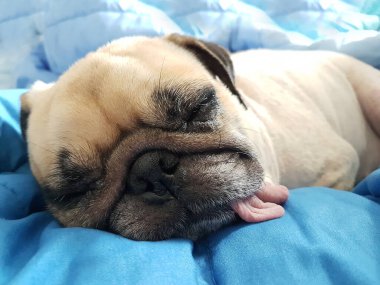 Yumuşak yatakta dili dışarıda uyuyan sevimli köpek yavrusunun yüzünü kapat