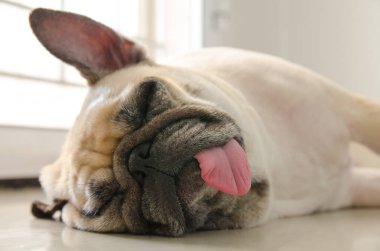 Komik Uykucu Pug Köpeği Gözünde sakızla Uyuyor Tembel bir zamanda Dilini çıkarıp İşitme.