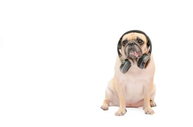 Bluetooth kulaklıklı müzik dinleyen pug dog beyaz arka planda izole