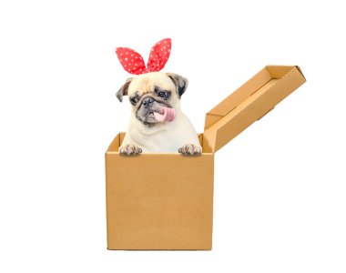 Şirin köpek yavrusu dili ve hediye kutusunda tavşan kulağı. Karton kutudan dışarı bakan komik bir köpek.