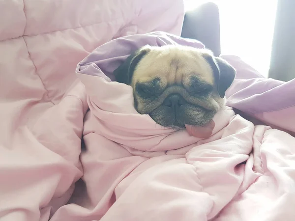 Close up face of cute dog puppy pug sleep rest on sofa bed with tongue out and wrap blanket because of weather cold