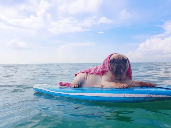 Χαριτωμένο Σκυλί Pug Surfing Για Ιστιοσανίδα Αναπαύεται Στην Ακτή Του — Φωτογραφία Αρχείου