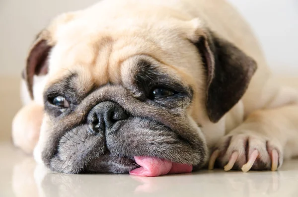 Trieste Pug Dog Zit Vloer Binnenshuis Met Tong Uitsteken Pug — Stockfoto