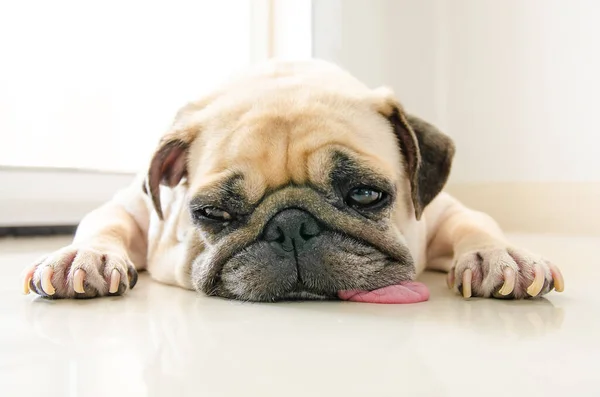 Grappig Sleepy Pug Dog Met Kauwgom Het Oog Slaap Rust — Stockfoto