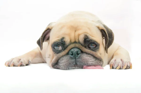 Pug Hond Slaaptong Uit Grond Witte Achtergrond — Stockfoto