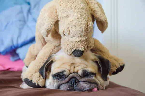 Close Gesicht Von Niedlichen Hund Welpen Mops Wollen Schlafen Ruhe — Stockfoto