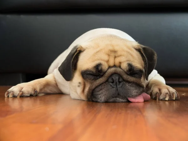 Close Gezicht Van Schattige Pug Puppy Hond Slapen Door Kin — Stockfoto