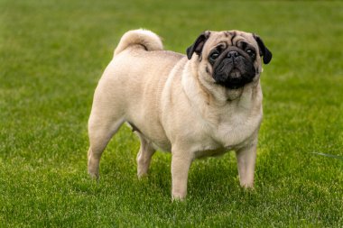 Yeşil çimlere karşı pug portresi