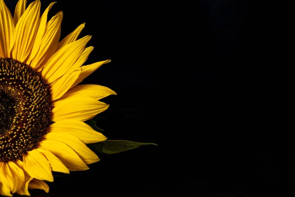 Mooie Zonnebloem Een Zwarte Achtergrond — Stockfoto