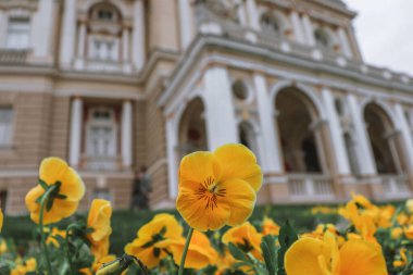 Sarı çiçekler eski bir tarihi binanın fotoğrafı üzerinde..