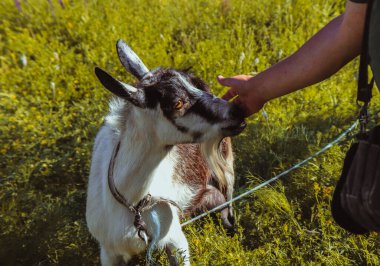 Bir adam keçiyi parlak sarı otların arka planında okşuyor..
