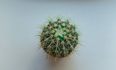 Pencere kenarında yeşil dikenli kaktüs.