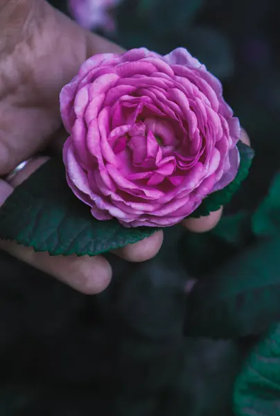 Chá Brilhante Aumentou Uma Mão Feminina — Fotografia de Stock