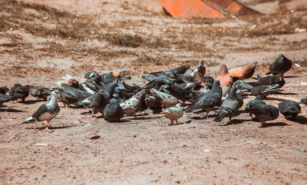 一群灰色的鸽子在一个地方 — 图库照片