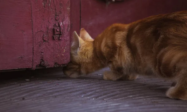 The red kitten is curious and peeps under the red wooden door.