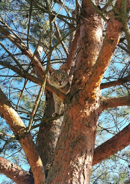       Küçük gri kedi yavrusu yeni bir bebek arıyor