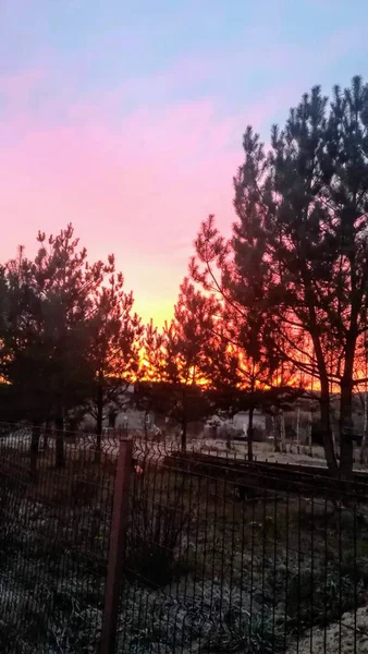 Bir huş ağacının üzerinde güzel bir gün batımı.