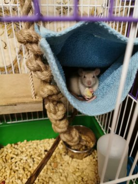 Evinde peynir çiğneyen uysal beyaz fare