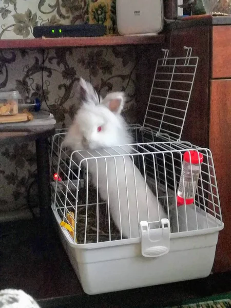 Decarative Rabbit Tries Leave Cage — Stock Photo, Image