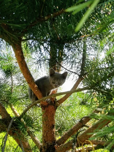 Gray Baby Kitten Climbed Pine Tree Due Curiosity — Stock Photo, Image