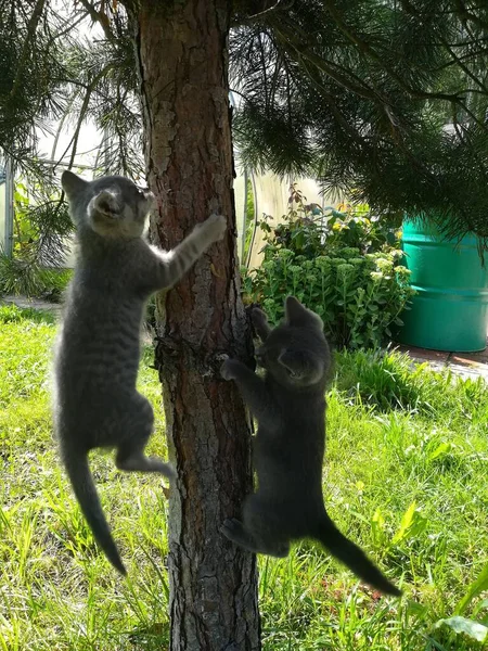 Çocuklar etraflarındaki dünyayı bilir.