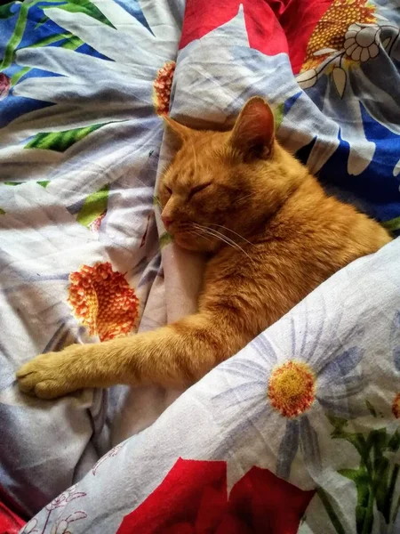 Kırmızı, kibirli kedi yumuşak bir yatakta uyuyor.