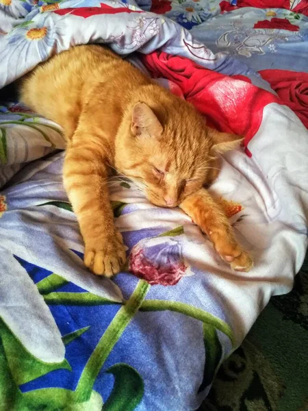 Κόκκινη Αλαζονική Γάτα Κοιμάται Μαλακό Κρεβάτι — Φωτογραφία Αρχείου