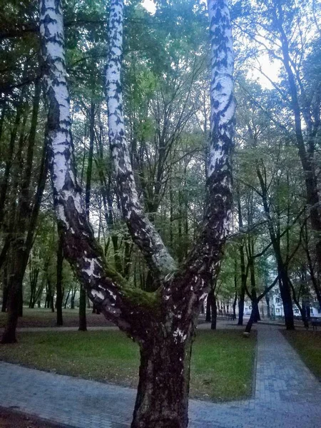 광장에 자작나무 — 스톡 사진