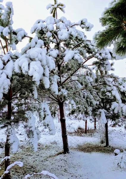 Februari Morgon Efter Natt Snöfall — Stockfoto