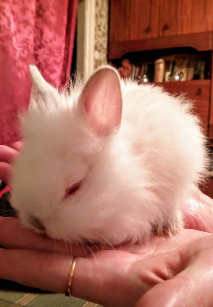 Крошечный Кролик Засыпает Лодке — стоковое фото