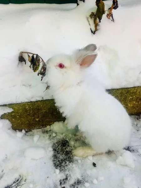 white bunny in white snow