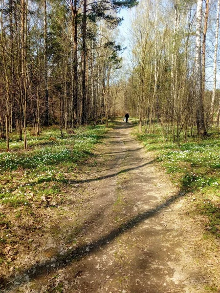 Bahar ormanı boyunca yol