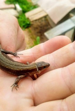Neredeyse evcil küçük ejderha temsilcisi