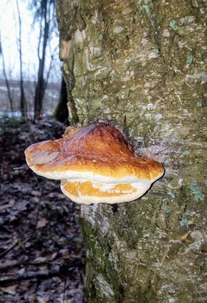 Dekoratif köknar 