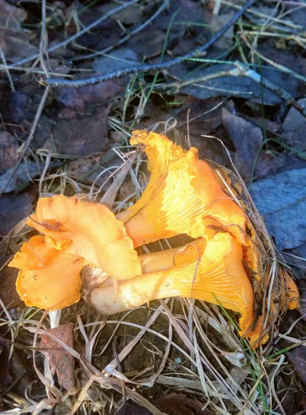 kırmızı chanterelles - güzel systrichki