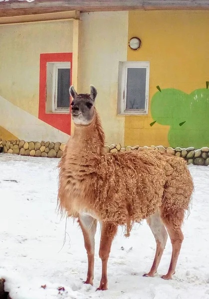       Bir kış hayvanat bahçesinde tek başına lama