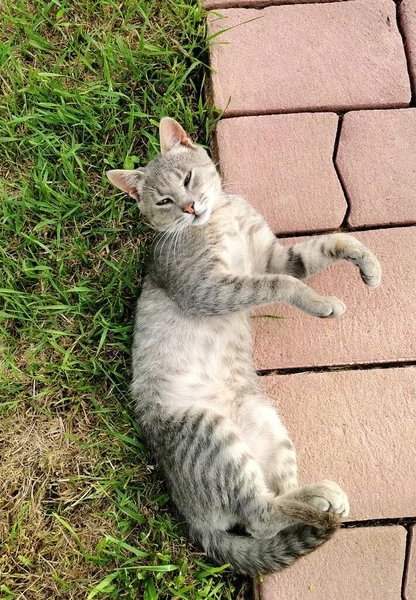 Mascotas Grises Tomando Sol — Foto de Stock