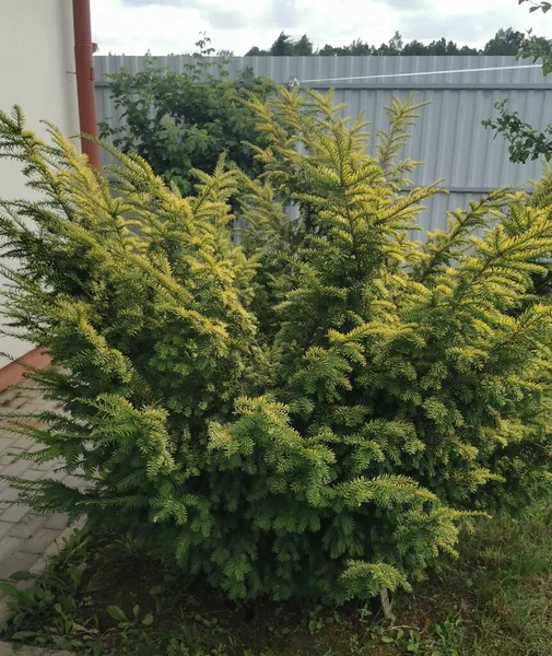 Dekoratif köknar 