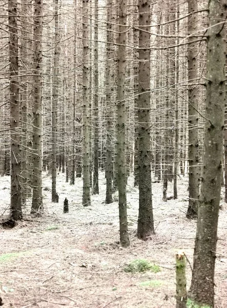 Alışılmadık Ürkütücü Gri Mistik Ladin Ormanı — Stok fotoğraf