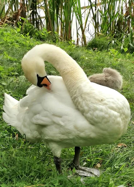 豪華な白鳥の母は羽の世話を子供たちに教えています — ストック写真
