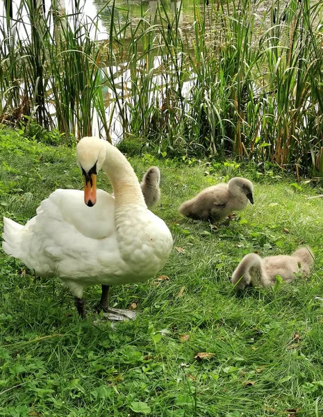 豪華な白鳥の母は羽の世話を子供たちに教えています — ストック写真